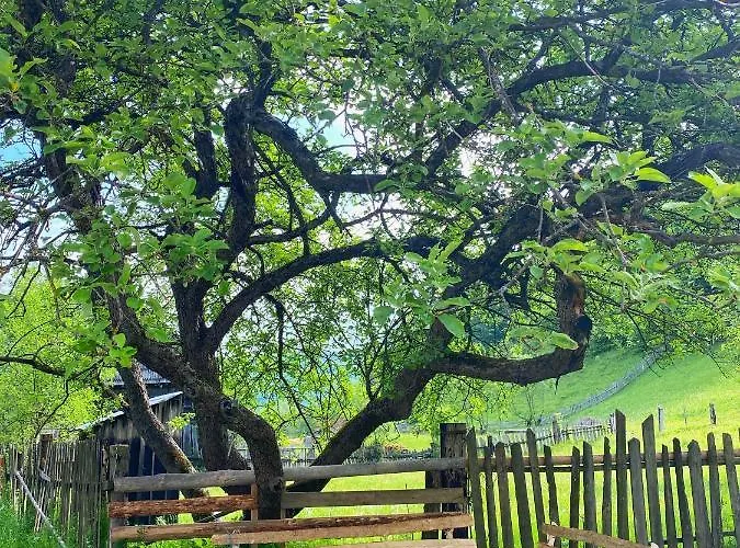 Domek alpejski Scrind 11 - Madleine